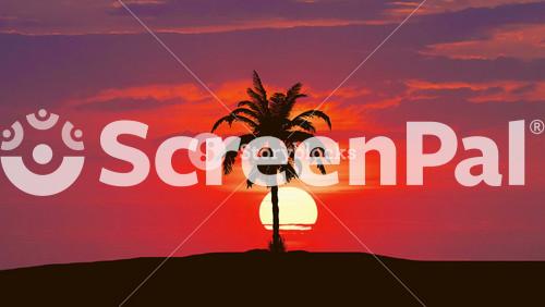 3 In 1 Video! The Palm Against The Background Of Sunrise. Real Time Capture. Wide Angle